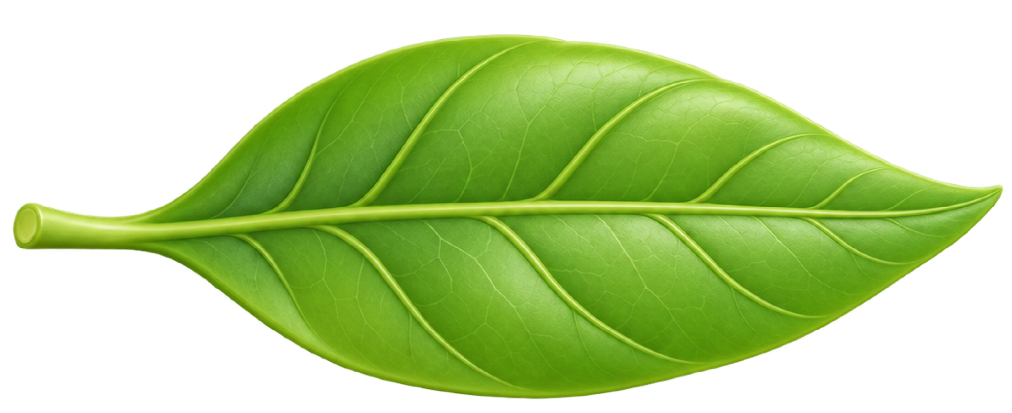 leaf